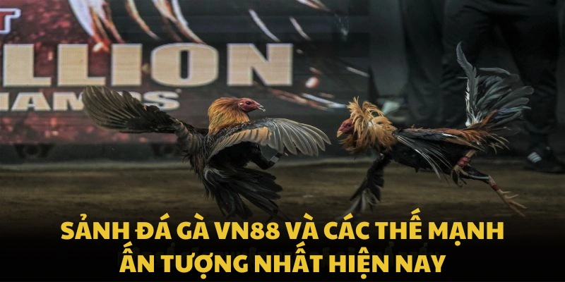 Sảnh đá gà VN88 và các thế mạnh ấn tượng nhất hiện nay